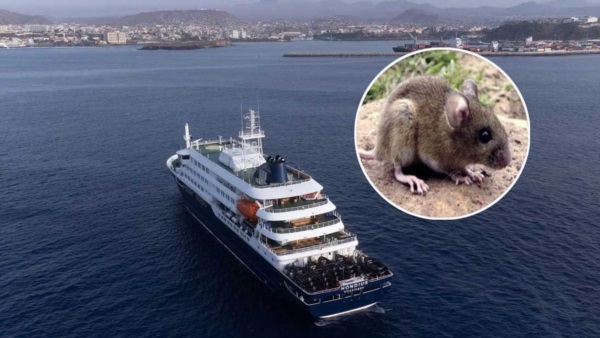 Confirman que la cepa Andes provocó el brote mortal de hantavirus en un crucero